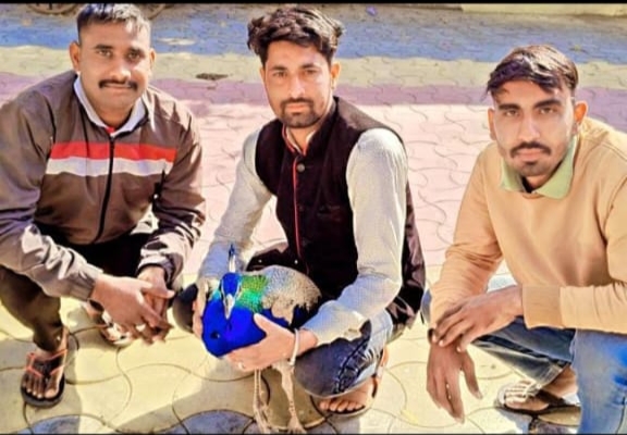 HornbillBisalpur Wildlife & Nature Conservation Foundation image